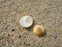 k.o. shell (snail operculum), Pacific cat’s eye